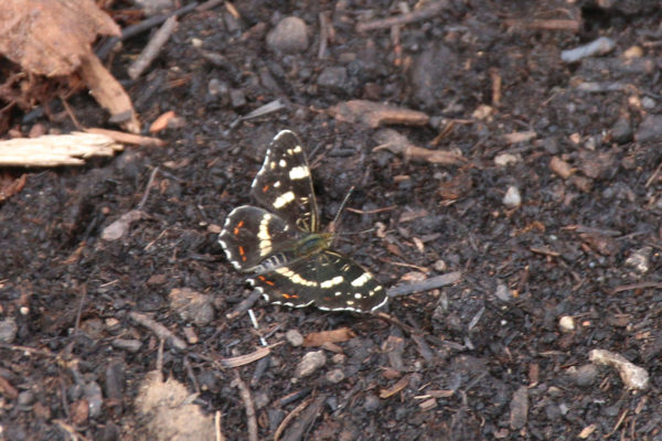 Schmetterling: Admiral (Vanessa atalanta, Pyrameis atalanta)