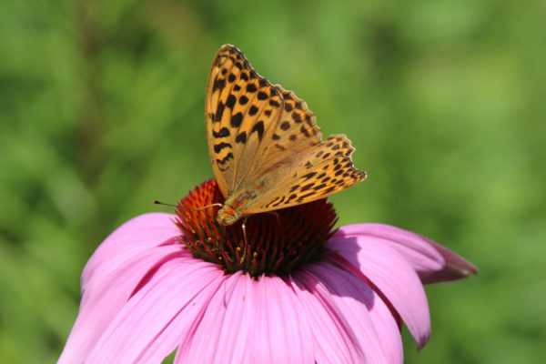 Schmetterling: Kaisermantel (Argynnis paphia)