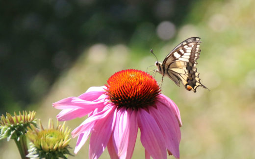 Schmetterling: Schwalbenschwanz (Papilio machaon)