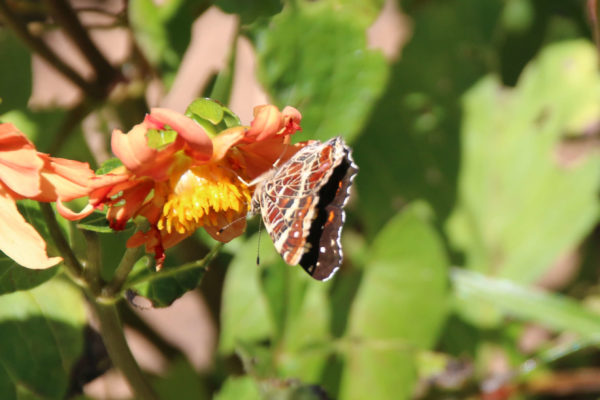 Schmetterling: Admiral (Vanessa atalanta, Pyrameis atalanta)