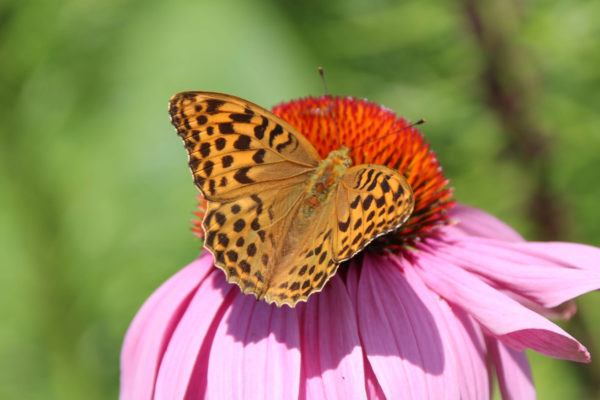 Schmetterling: Kaisermantel (Argynnis paphia)