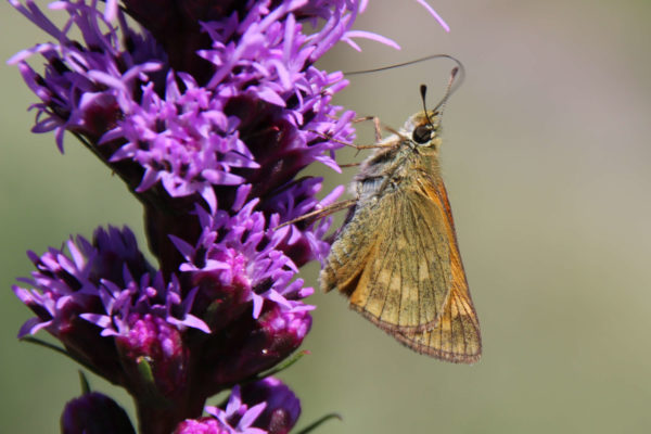 Schmetterling: Kaisermantel (Argynnis paphia)