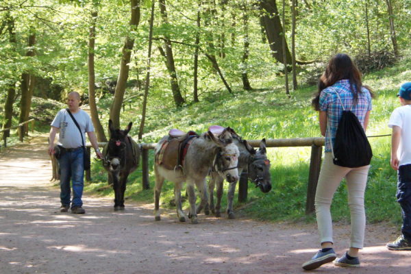 Esel-Service vor der Wartburg