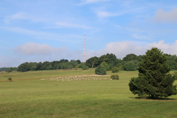 Heidelstein mit Rhönschafen