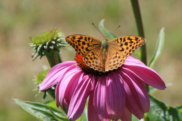 Schmetterling: Kaisermantel (Argynnis paphia)