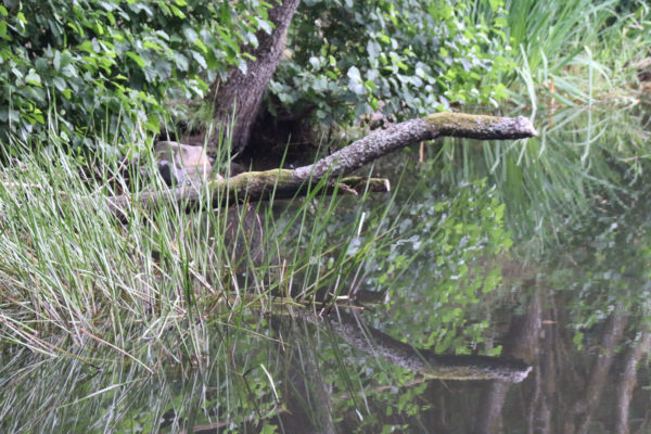 Astspiegelung im Basaltsee der Rhön