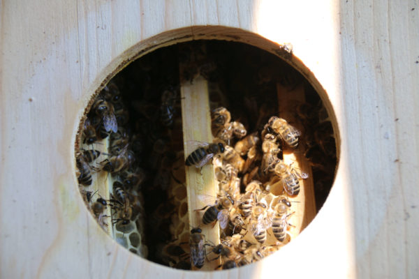 Deckelöffnung der Bienenkugel