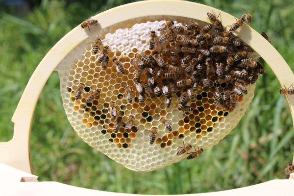 Rähmchen der Bienenkugel