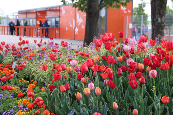 Landesgartenschau Würzburg: Tulpen