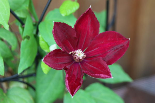 Clematis