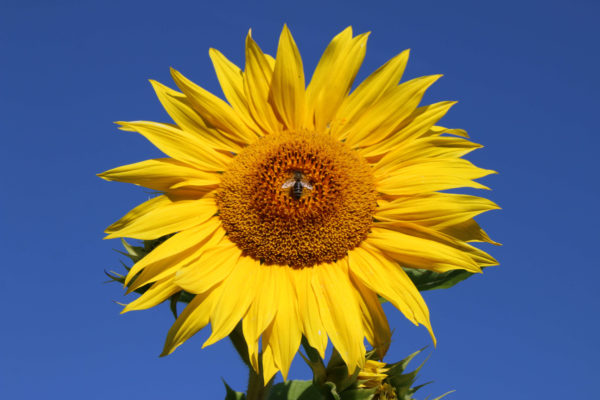 Sonnenblume