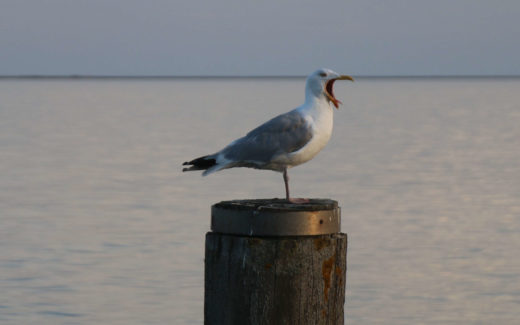 Möwe im Fährhafen von Dagebüll